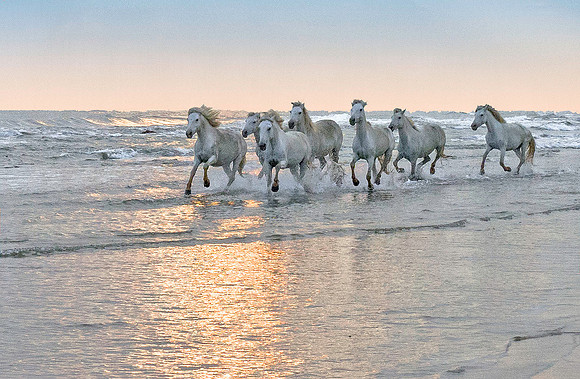 White Camargue Stallions 210936
