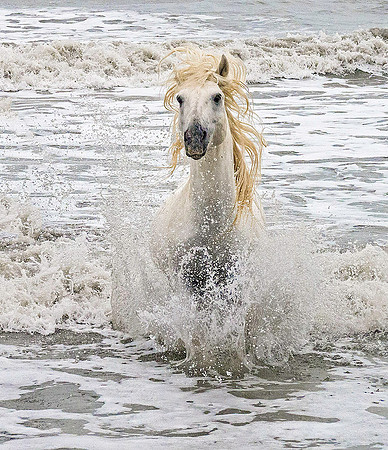 White Camargue Stallion 210500