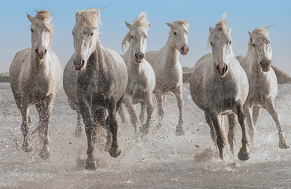 White Stallions 200549