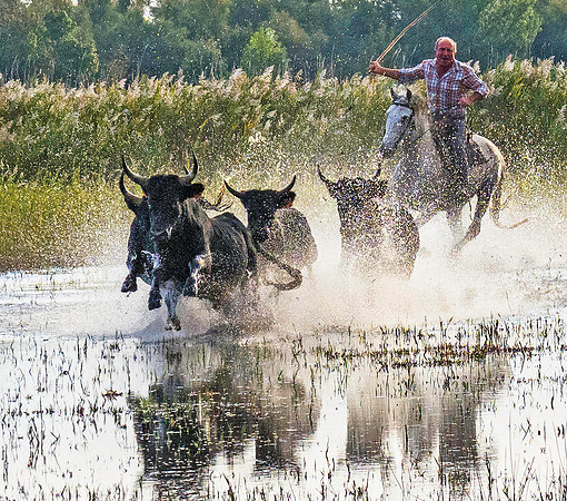 Guardian driving Camargue Bulls 170218