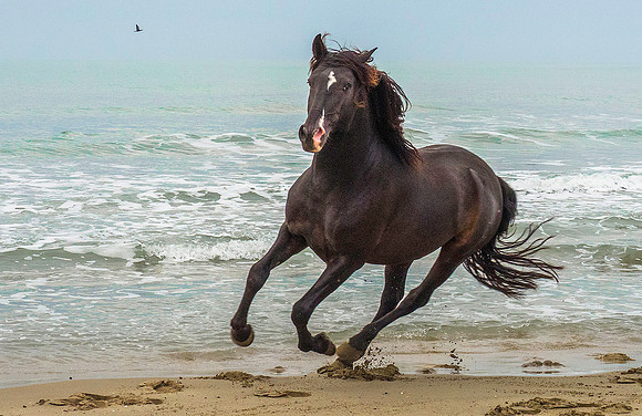 Black Camargue Stallion 210067