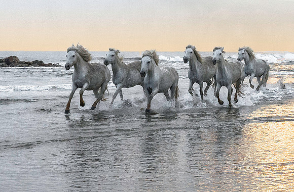 White Camargue Stallions 210945