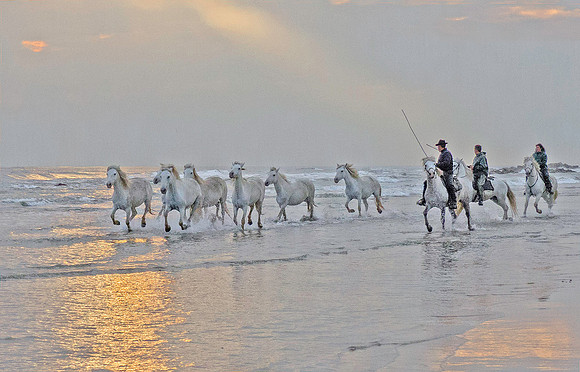 White Camargue Stallions, with Guardians 210935