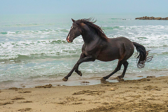 Black Stallion210064