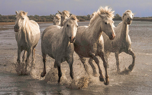 White Stallions 200681