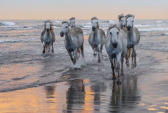 White Camargue Stallions 211083