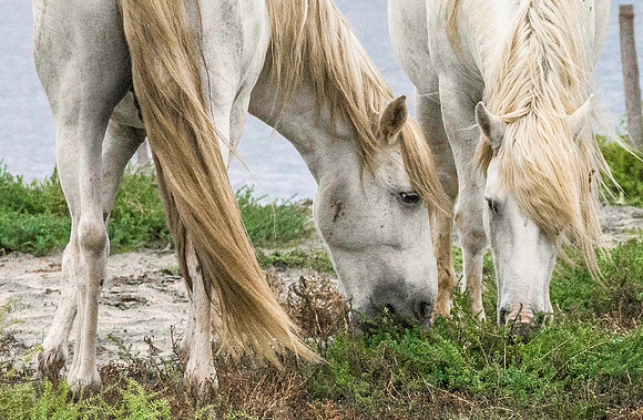 White Stallions 190197
