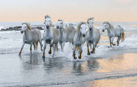 White Camargue Stallions 210898