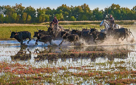 Guardians driving Camargue Bulls170394