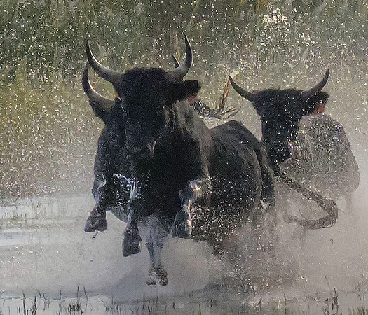 Bulls 170218