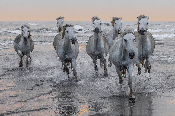 White Camargue Stallions 211079
