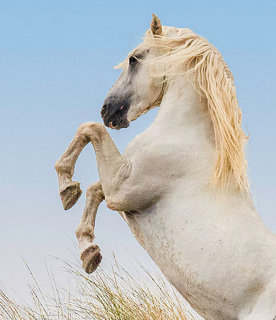 White Camargue Stallion 200198