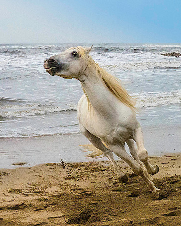 White Camargue Stallion 200014