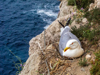 Gull at Neptune's Grotto, Capo Caccia, near Alghero 2820