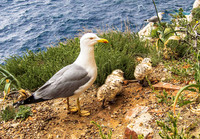 Gull & chicks at Neptune's Grotto, Capo Caccia, near Alghero 2834