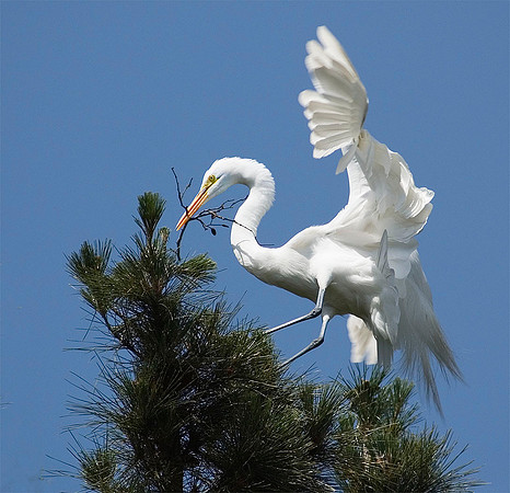 Great Egret 4159