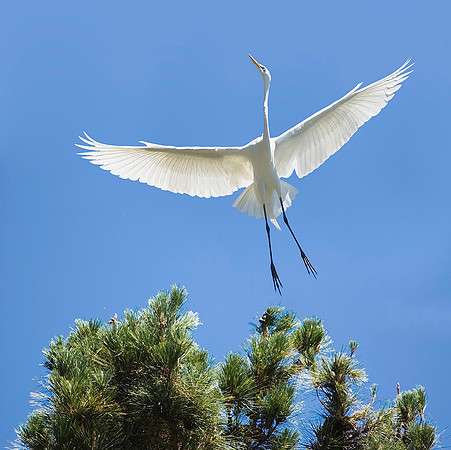 Great Egret 4234