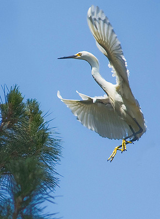 Snowy Egret 4203