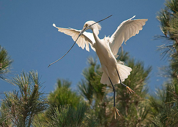 Snowy Egret 7647