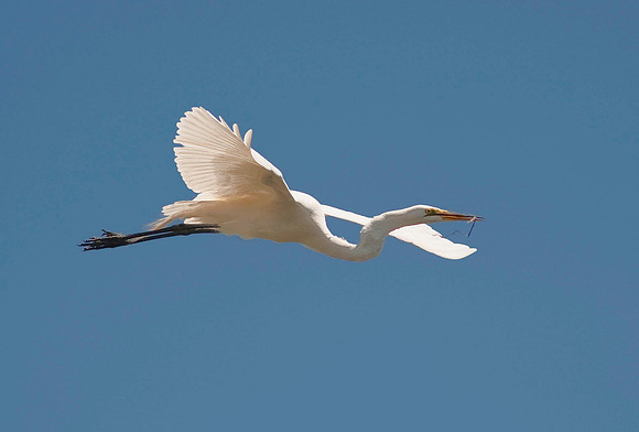 Great Egret 4392