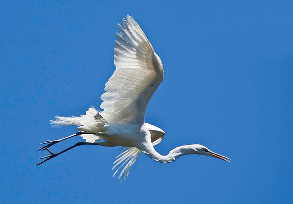 Great Egret 4259