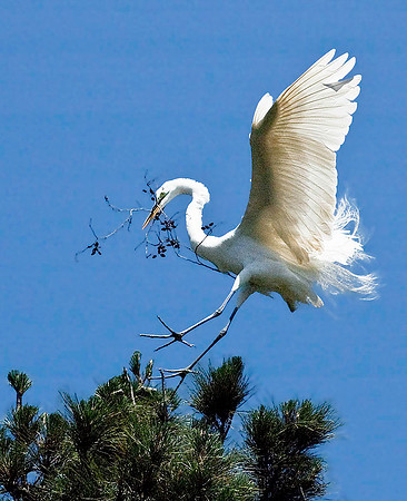 Great Egret 5145