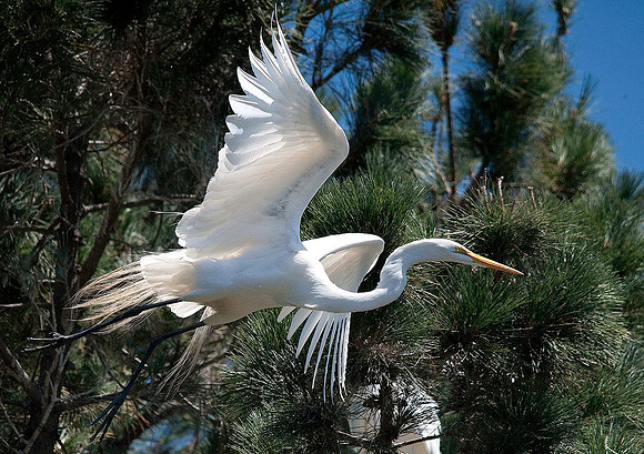 Great Egret 7660