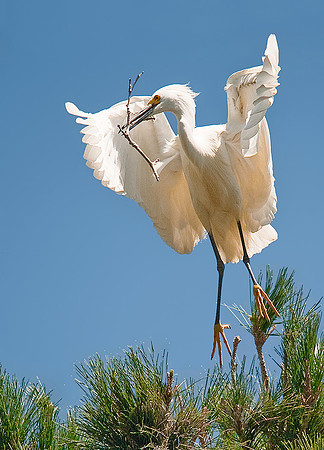 Snowy Egret 7633