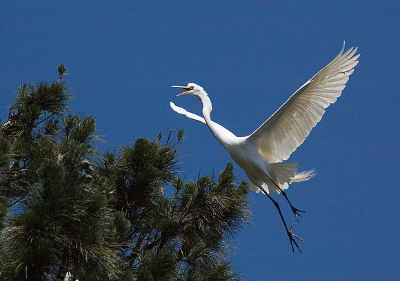 Great Egret 5150