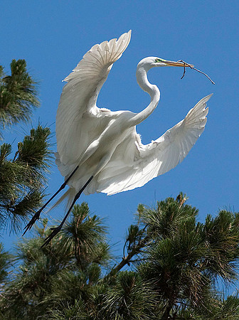Great Egret 5089