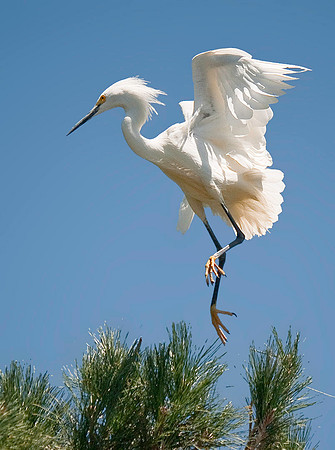 Snowy Egret 7702