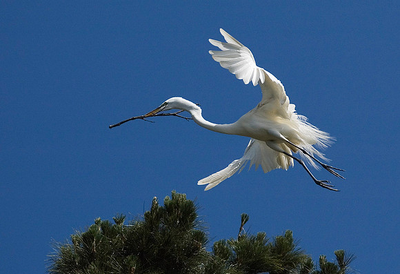 Great Egret 5080