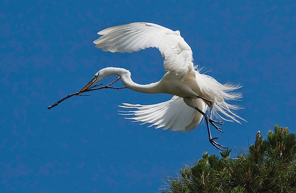 Great Egret 5081