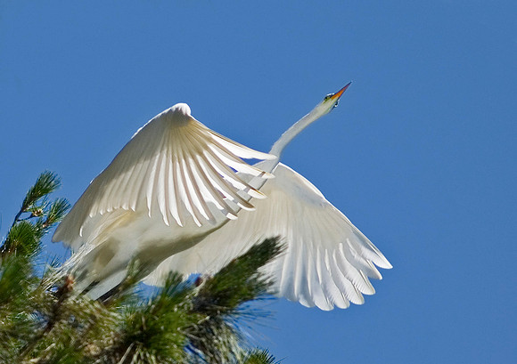 Great Egret 4274