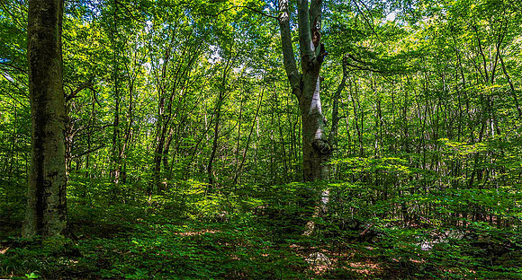 Paklenica National Park, Southern Velebit Mountains 00785merge