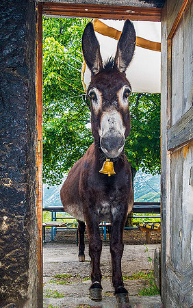 Paklenica National Park, Southern Velebit Mountains 00751