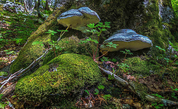 Premuzic Trail, Northern Velebit National Park 00813