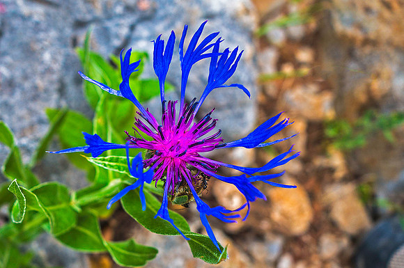 Paklenica National Park, Southern Velebit Mountains 00726