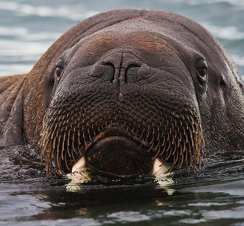 Walrus 9556
