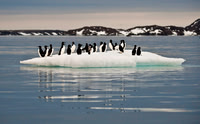 Thick-billed Murres on ice 9487E