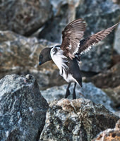 Little Auk 9693