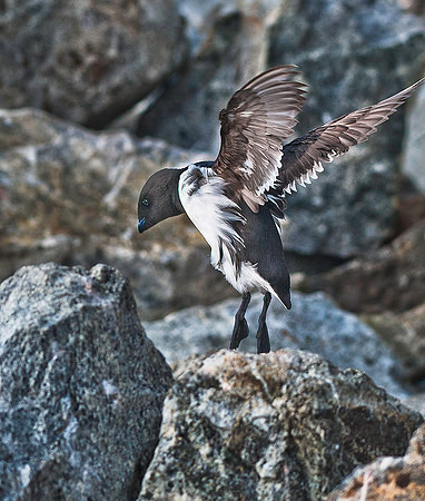 Little Auk 9693