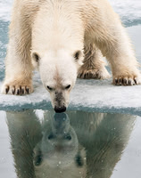 Polar Bear on ice flow 9128