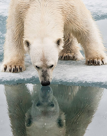 Polar Bear on ice flow 9128