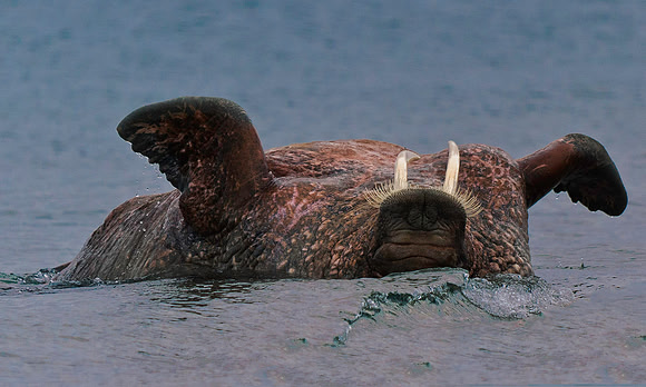 Walrus 9573