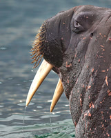 Walrus 9555