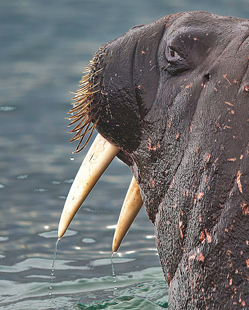 Walrus 9555
