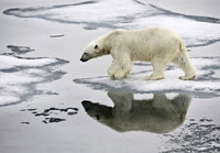 Polar Bear on ice flow 9121E2