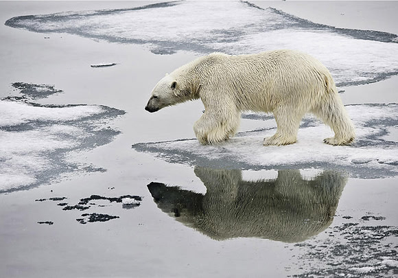 Polar Bear on ice flow 9121E2