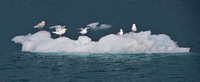 Glaucous Gull 8963